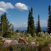 Lolo National Forest