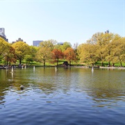 Central Park- New York City, NY