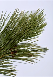 On the Shores of Darkness There Is Light (Cordelia Strube)