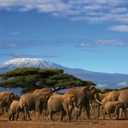 Trekking Kilimanjaro