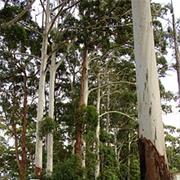 Nangur National Park (QLD)