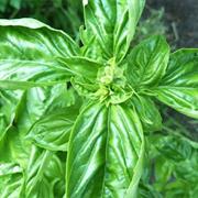 Ligurian Basil