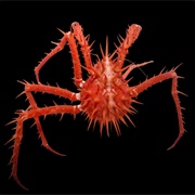 Spiny Red Crab