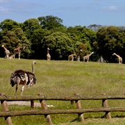 Fota Island Wildlife Park