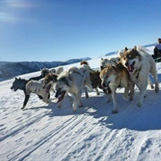 Dogsled Across Greenland