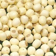 Lotus Seed / Lotus Nut