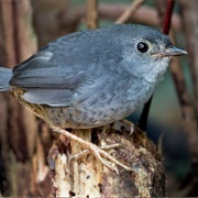 Brasilia Tapaculo