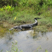 Big Cypress National Preserve, FL