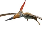 Pteranodon