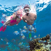 Stuart Cove&#39;s Dive &amp; Snorkel Bahamas