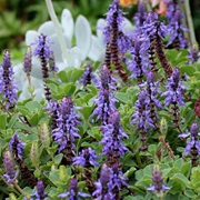 Lobster Bush (Plectranthus Neochilus)