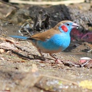 Red-Cheeked Cordonbleu