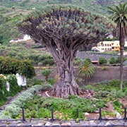 The 'Dragon Tree'