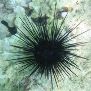 Step on an Urchin