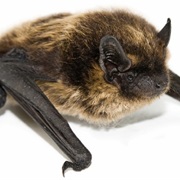 Bat