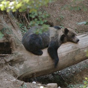 Casa Museo Del Parco Orso, Altipiano Della Paganella