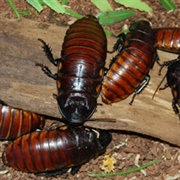 Katsaridaphobia – the Fear of Cockroaches