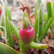 Karkalla (Carpobrotus Rossii)