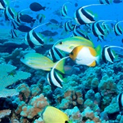 Scuba Dive in Okinawa