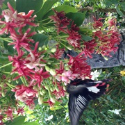 Trans Mongolian Railway