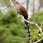 Squirrel Cuckoo (Piaya Cayana)