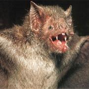 Vampire Bat