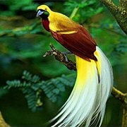 Bird of Paradise