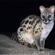 Chestnut-Spotted Genet