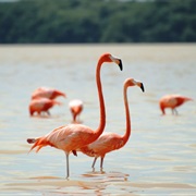 American Flamingo