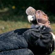 Andean Condor