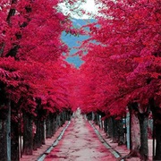 Burgundy Street, Madrid