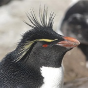 Western Rockhopper Penguin