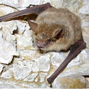 Geoffroy's Bat