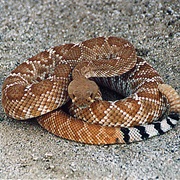 Red Diamond Rattlesnake