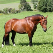 Jura Horse