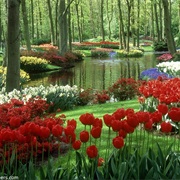 Keukenhof Gardens, Netherlands