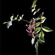 Korean Pepper (Zanthoxylum Piperitum)