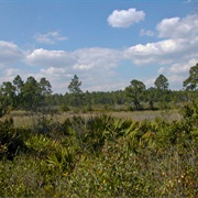Cedar Key Scrub State Reserve, Florida