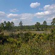 Cedar Key Scrub State Reserve, Florida