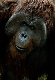 Maurice the Orangutan