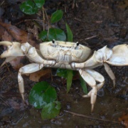 Crab