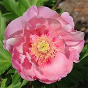 Strawberry Creme Brulee Itoh Peony