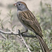 Worthen's Sparrow