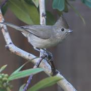Oak Titmouse