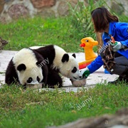 Giant Panda Breeding Research Base