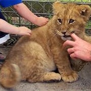 Pet an Exotic Animal