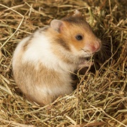 Korean Hamster