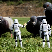 Storm Troopers Feed the Pigeons