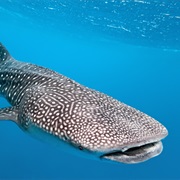 Whale Shark