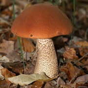 Red-Capped Scaber Stalk (Leccinum Aurantiacum)